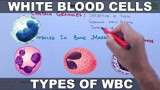 White Blood Cells  Leucocytes