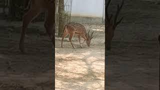 jhomme jo pathan -Real Deer in open field #deer #jhome #pathan