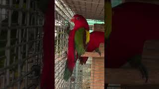 ️ரூ1000 முதல் Coimbatore Exotic Birds  Birds farm visit