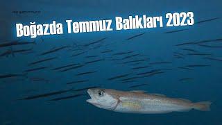 Boğazda Temmuz Balıkları  2023 İstanbul