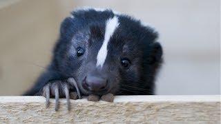 Skunk - A Cute Skunk And Funny Skunks Videos Compilation  NEW HD