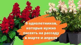 9 однолетников которые нужно посеять на рассаду в марте и апреле