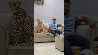 Beautiful Cheetah in Chain  Nouman Hassan 