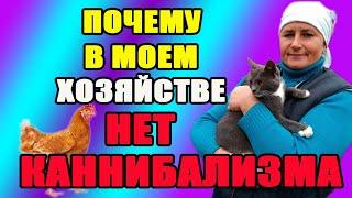 Как я избавилась от расклева и каннибализма у кур. Мой секретный ингредиент.