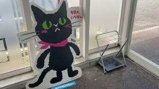 Taking your pet to the vet in Japan.