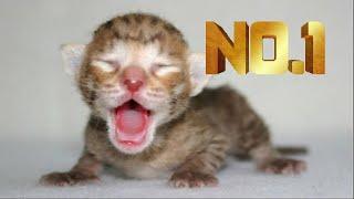 Newborn Kittens Meowing  Baby Cats Meowing MEOW MEOW 2021