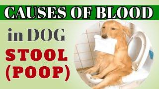 CAUSES OF BLOOD IN DOG STOOL POOP #dog #philinsight