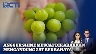 Viral Anggur Shine Muscat Dikabarkan Mengandung Zat Berbahaya - SIP 3010