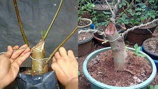 In order to grow up quickly we just ground Ground bonsai loa tree from stem cuttings