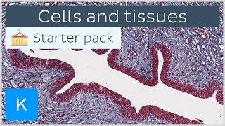 Cells and tissues types and characteristics - Human histology  Kenhub