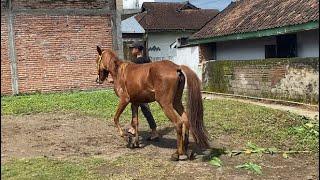 Kuda pacu untuk kelas kecil