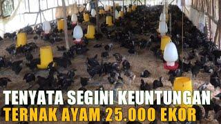 Suka Duka Ternak Ayam Kampung 25.000 Ekor 