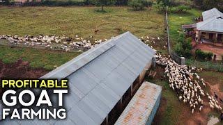 Secrets of How we grew to OVER 800 GOATS and Sheep at VERY LOW COST