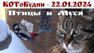 КОТоБудни 22 января 2024 г. Птицы нашего двора    Birds wintering in Moscow