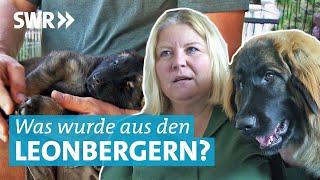 Vom Welpe zum 50 Kilo Hund - Wie gehts den Leonberger Hunden aus Leonberg?