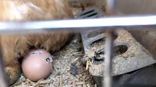 Mother hen helps her chick in egg to hatch