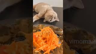 Cute Animal Moments - Funny Animals Video Happy New Year 2024