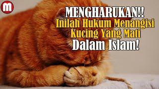 MENGHARUKAN Inilah Hukum menangisi Kucing Yang Mati Menurut Agama Islam.