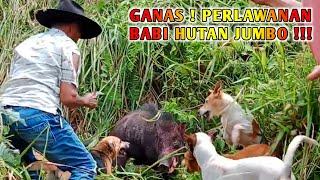 TRAGIS  PERLAWANAN BABI HUTAN YANG MEMAKAN KORBAN  Berburu Babi Hunting Wild Boar Pest Control