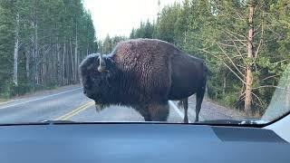 Yellowstone Bison charges tourists car