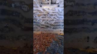 Муравьиная Ферма TimeLapse #antfarm #муравьинаяферма