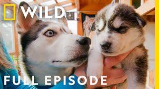 Pups in the Oven Full Episode  Dr. Oakley Yukon Vet