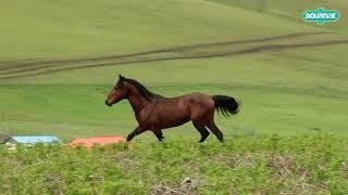 The beautiful nature of Subatan village the place where Talash nomads live in the summer