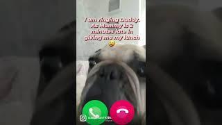 Funny dog video. Funny frenchbulldog. Living with a Frenchie