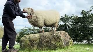 Larry The Ram still Enjoys getting Brushed