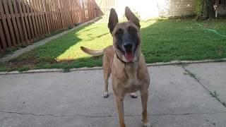 Before You Get A Belgian Malinois- WATCH THIS