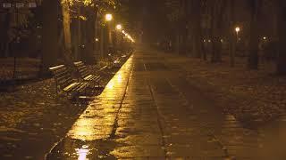 Quiet Night in the Park with Relaxing Sounds of Rain Falling Down the Empty Alleys Puddles & Leaves