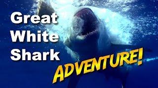 Great White Shark Adventure  JONATHAN BIRDS BLUE WORLD