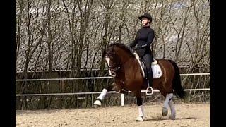 FEI top dressage pony for sale