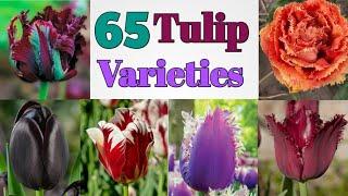 65 Beautiful Tulip Varieties with Names  Tulip Plant Varieties l Plant and Planting