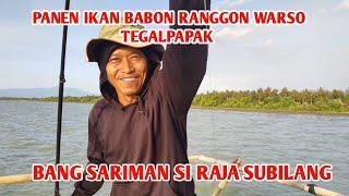 PANEN IKAN BABON RANGON WARSO TEGALPAPAK 19 OKT 2024