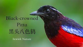 a special North-East Borneo endemic ... Black-crowned Pitta