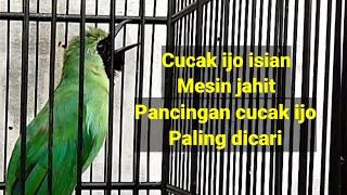 CUCAK IJO NGENTROK ISIAN MESIN JAHIT untuk masteran