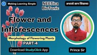 Flower and Inflorescence  Morphology of Flowering Plants  Part-4