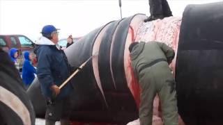 Harvesting a Bowhead Whale on the Remote Coast of High Arctic Northern Alaska