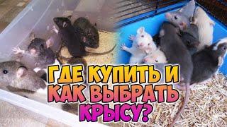 Где купить и как выбрать крысу. Кого выбрать - мальчика или девочку? Покупка крысы