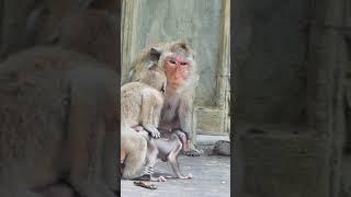 Hard Life of baby monkey that mother and Father making love for one more baby #shorts