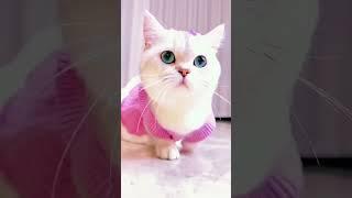 kucing lucu imut cantik #kucinglucu #lucu #shorts