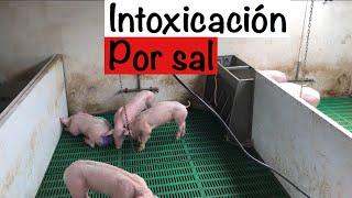 INTOXICACIÓN POR SAL en cerdos --- CAPITULO 3.1 --- CASOS CLINICOS EN PORCICULTURA