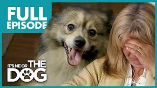 Six Spoiled Dogs Destroying Family Minagerie  Full Episode  Its Me or The Dog