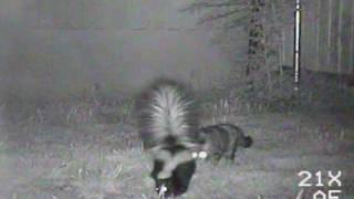 Skunk and Cat Caught on Tape.wmv