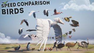 SPEED COMPARISON 3D  Birds 