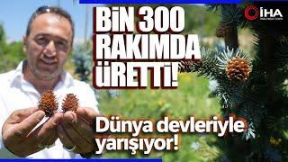 Bin 300 Rakımda Mavi Ladin Bahçesi Kurdu Dünya Devleriyle Rekabet Ediyor