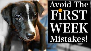 Avoid THESE Puppy Training First Week MISTAKES