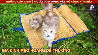 Giải Cứu gia đình Mèo đi lạc với ngoại hình Siêu dễ thương  review Con Người Và Cuộc Sống