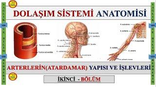 2-Dolaşım Sistemi Anatomisi  Arterlerin Atardamar Konuanlatımı  Truncus Pulmonalis Aorta Aort